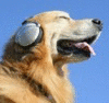 FurryDoggo