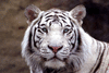 NightTiger