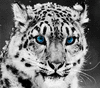 BigLeopard