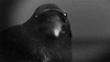 CrowMaster83