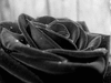 TheBlackRose