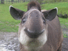 TheTapir