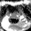 Catweasel