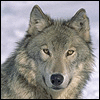 Ladywhitewolf