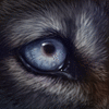 Dirus