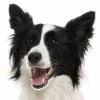CollieTails