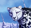 Cheetahs
