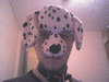 Fido815