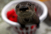blackotter92