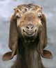 GoatHead