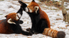 pandacriss