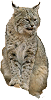 1stBobCat