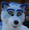 Bluewolfi