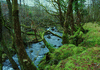 TheForest