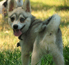 FoxHeartBox