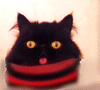 Gabrielblackcat
