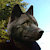 BlackWoodWolf