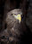 hawk22