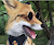 Foxrich