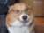 EinTheCorgi