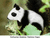 PandaFastpaws