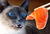 Doughnutselgato