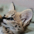 Kiarakitten