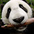 XaneThePanda