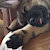 pupclaw