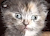Eleacat