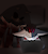 BlackFly