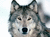wolfluver
