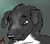 DesertMutt