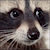 WillCoon