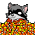 Waccoon