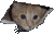 Nyanki