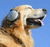 FurryDoggo