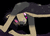 mangoweasel