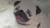 HappyPug034