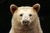 Brynjar