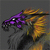 LadyDarkstreak