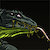 hiveworm