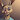 NightFurry