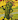 PickleTickle