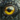 Crowshrike