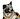 Moonlightpaw