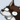 drraccoon