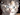 Eleacat