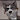 SkyDogg