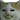 catspores